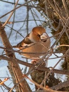 Hawfinch (Coccothraustes coccothraustes)