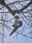 Eurasian Magpie (Pica pica)