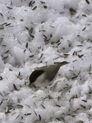 Marsh Tit (Poecile palustris)