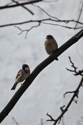House Sparrow (Passer domesticus)