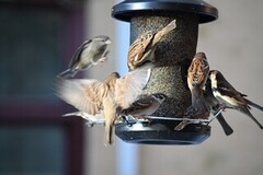 House Sparrow (Passer domesticus)