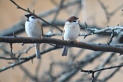 Eurasian Tree Sparrow (Passer montanus)
