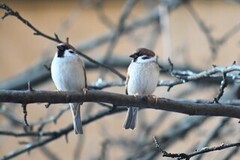 Eurasian Tree Sparrow (Passer montanus)