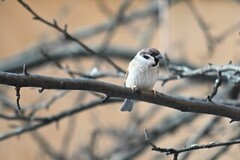 Eurasian Tree Sparrow (Passer montanus)