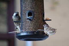 Eurasian Tree Sparrow (Passer montanus)