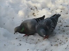 Feral Pigeon (Columba livia domestica)