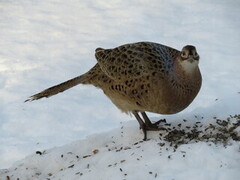 Common Pheasant (Phasianus colchicus)