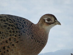 Common Pheasant (Phasianus colchicus)