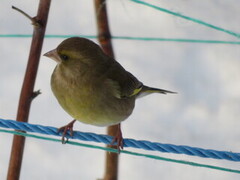 European Greenfinch (Chloris chloris)