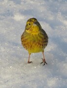 Yellowhammer (Emberiza citrinella)