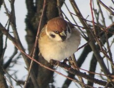 Eurasian Tree Sparrow (Passer montanus)