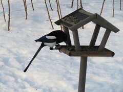 Eurasian Magpie (Pica pica)