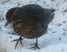 Common Blackbird (Turdus merula)