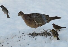 Common Pheasant (Phasianus colchicus)