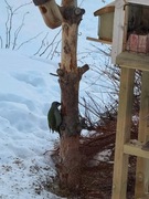 Grey-headed Woodpecker (Picus canus)
