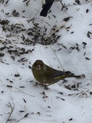 European Greenfinch (Chloris chloris)
