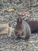 Eurasian Red Squirrel (Sciurus vulgaris)