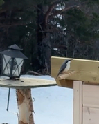 Nuthatch (Sitta europaea)