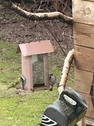 Eurasian Tree Sparrow (Passer montanus)