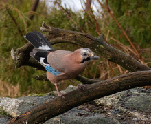 Nøtteskrike (Garrulus glandarius)