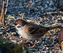 Eurasian Tree Sparrow (Passer montanus)