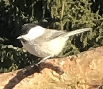 Willow Tit (Poecile montanus)