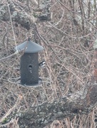 Coal Tit (Periparus ater)