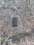 Coal Tit (Periparus ater)