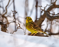 Yellowhammer (Emberiza citrinella)