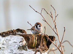 Eurasian Tree Sparrow (Passer montanus)