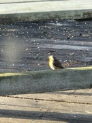 Robin (Erithacus rubecula)