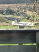 Willow Tit (Poecile montanus)