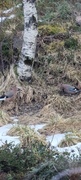 Nøtteskrike (Garrulus glandarius)