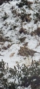 European Greenfinch (Chloris chloris)
