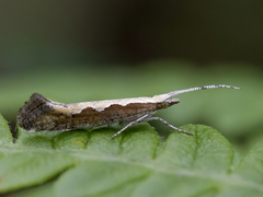 Diamond-back Moth (Plutella xylostella)