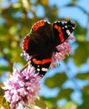 Admiral (Vanessa atalanta)