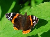 Admiral (Vanessa atalanta)