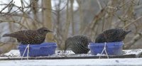 Stær (Sturnus vulgaris)