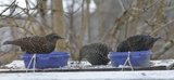 Stær (Sturnus vulgaris)