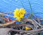 Hestehov (Tussilago farfara)