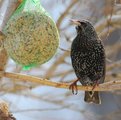 Stær (Sturnus vulgaris)