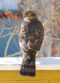 Spurvehauk (Accipiter nisus)