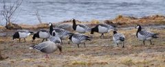 Hvitkinngås (Branta leucopsis)