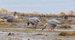 Pink-footed Goose (Anser brachyrhynchus)