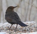 Svarttrost (Turdus merula)