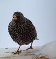 Stær (Sturnus vulgaris)