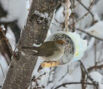 Blackcap (Sylvia atricapilla)