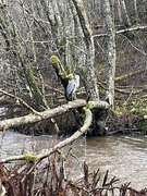 Gråhegre (Ardea cinerea)