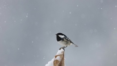 Coal Tit (Periparus ater)