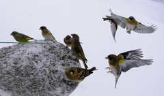 Brambling (Fringilla montifringilla)